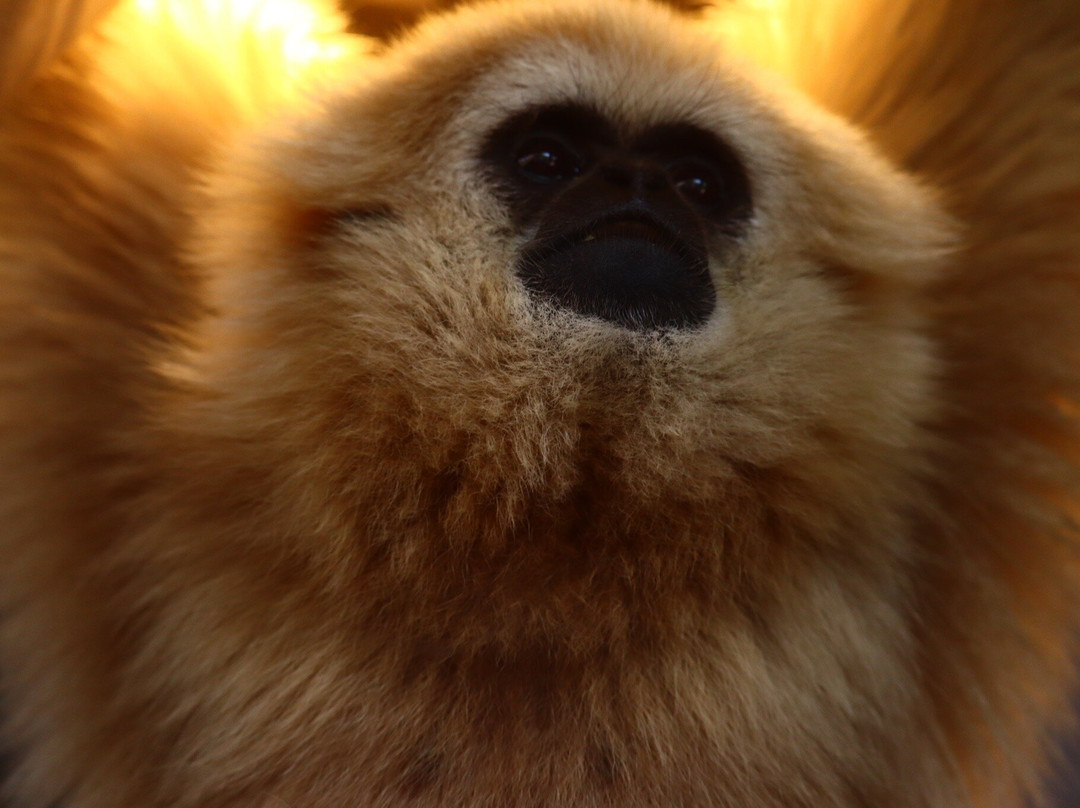 Zoo Knoxville-诺克斯维尔必去景点