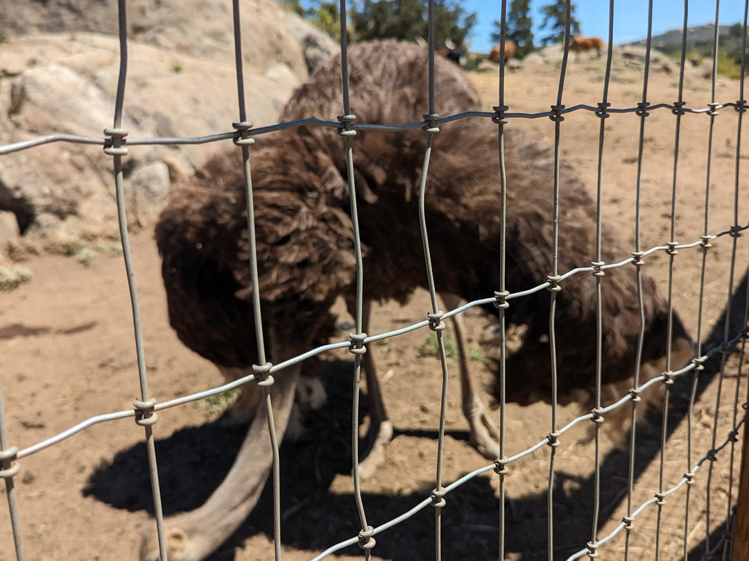 Alpine Acres Sanctuary Farm-Alpine必去景点