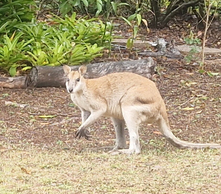 Magnetic Island Bed & Breakfast主图