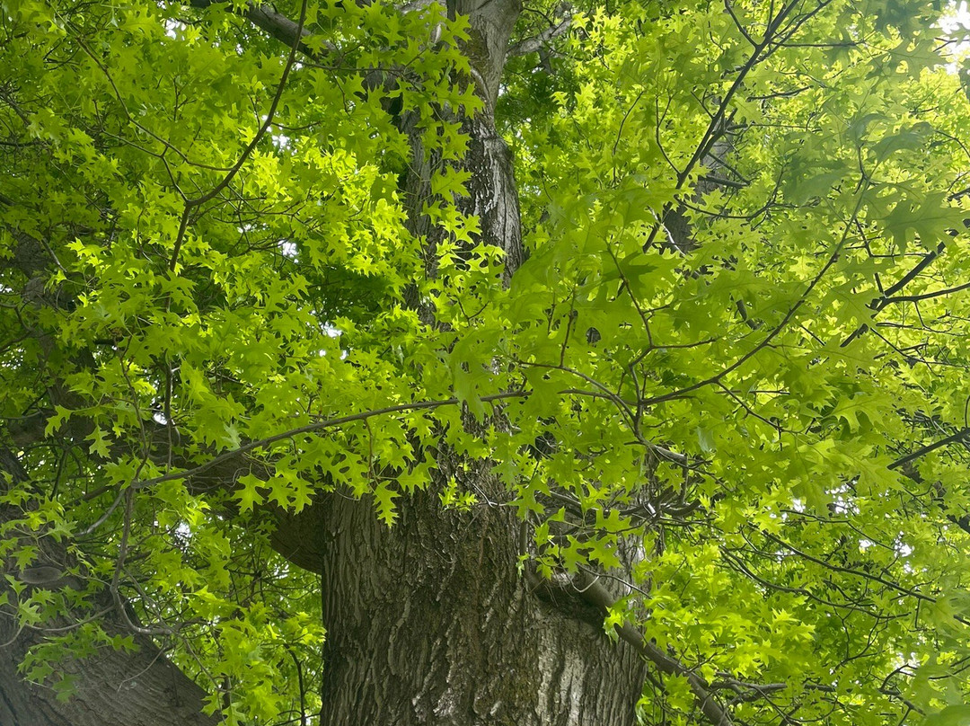 French's Park-Maffra必去景点