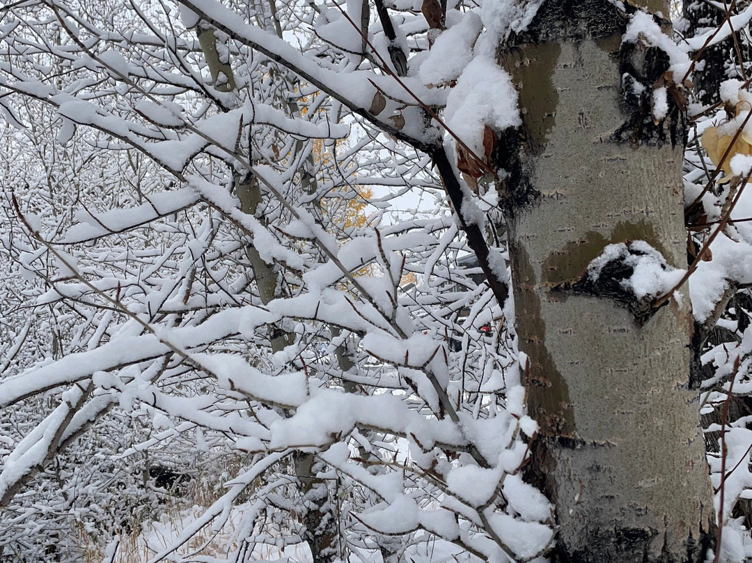 Walter Byron Park-弗里斯科必去景点