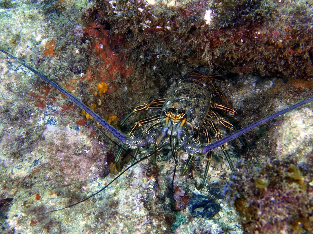 Tatauga Dive-维涅杜必去景点