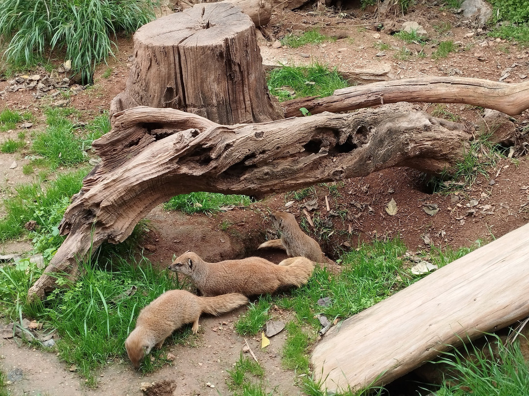 Zoa Parc Animalier et Botanique景点图片