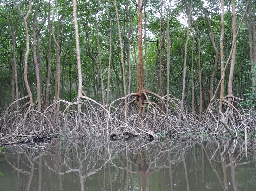 Caroni Bird Sanctuary-Caroni必去景点