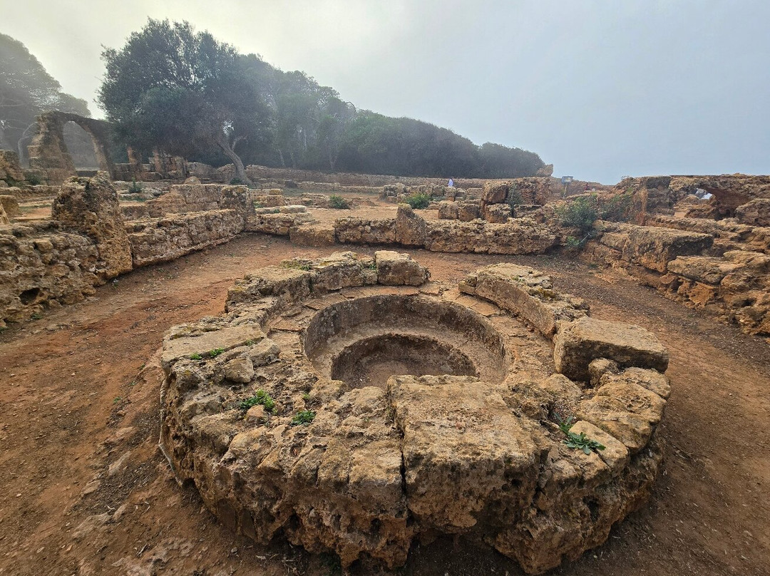 Ruines Romaines Tipaza景点图片