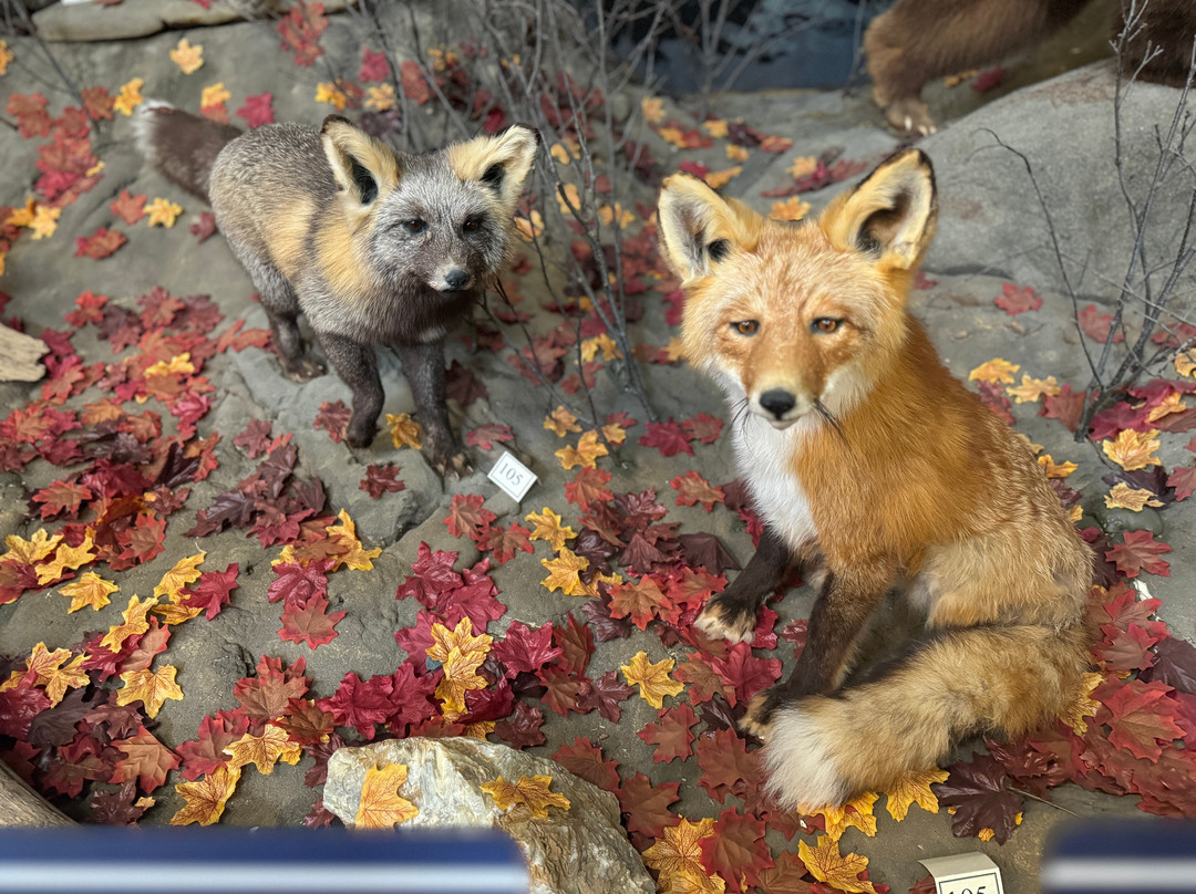 American Bald Eagle Foundation-海恩斯必去景点