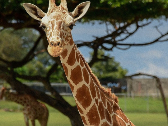 Stingreen Costa Rica-塔马林多必去景点
