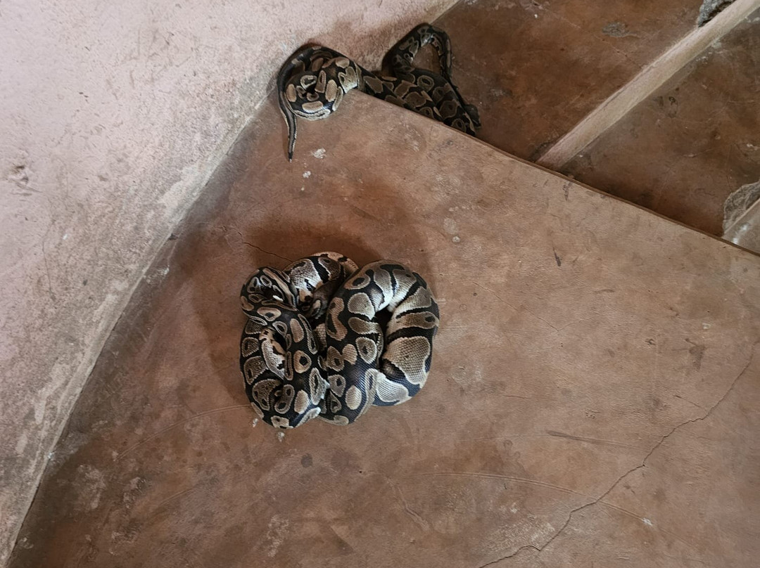 Temple des Pythons-Ouidah必去景点