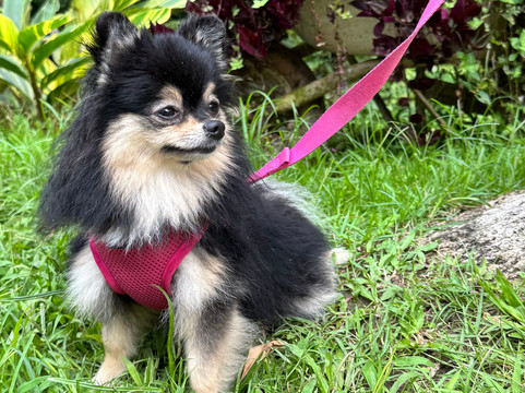 Vaz Tours-帕拉地必去景点