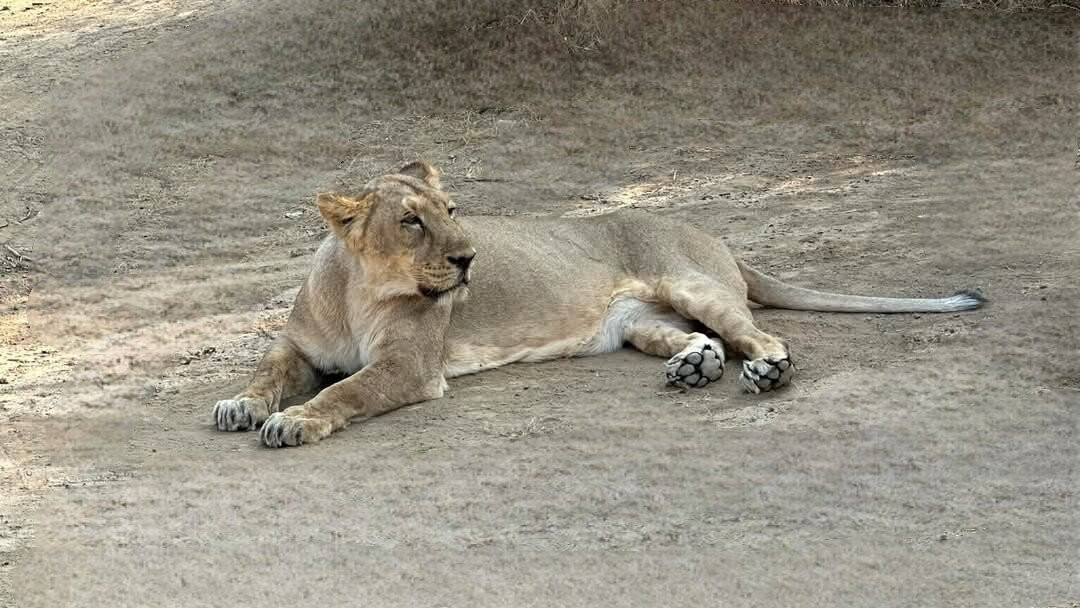 Ambardi Safari Park景点图片