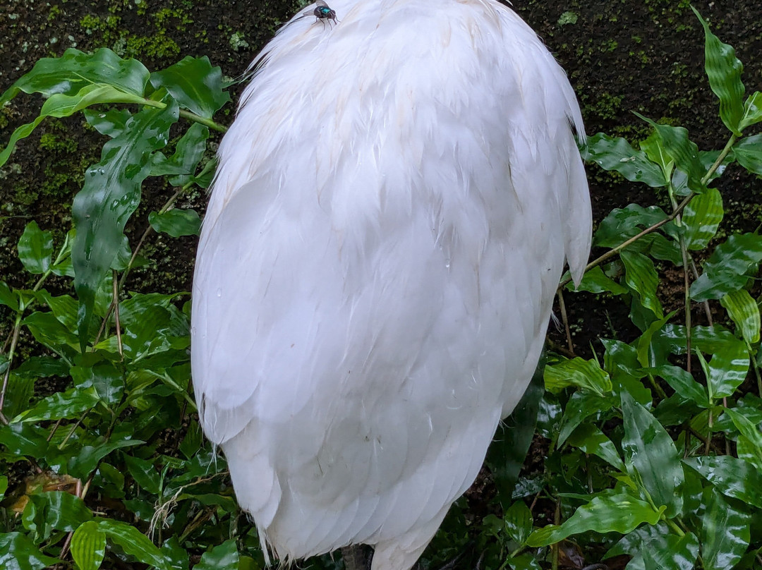 Petulu White Herons景点图片