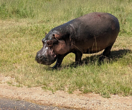 Togola Safaris And Adventure-阿鲁沙必去景点