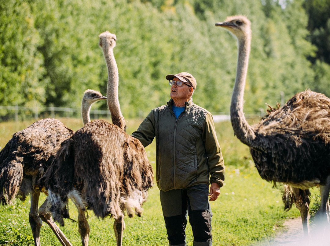 Ketolan Strutsitila