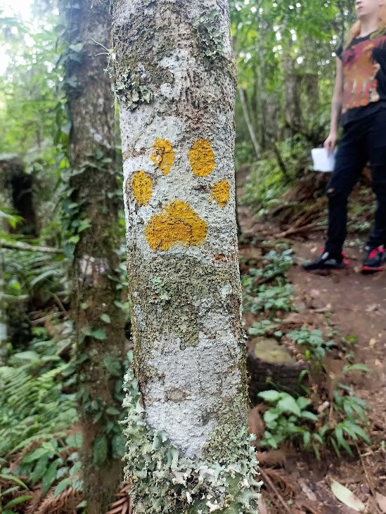 Araukaria Brazil - Monte Verde-蒙特贝尔德必去景点