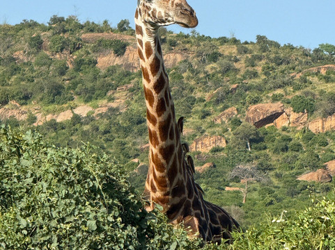 Big 7 Kitheka Safaris Day Tours-蒙巴萨必去景点