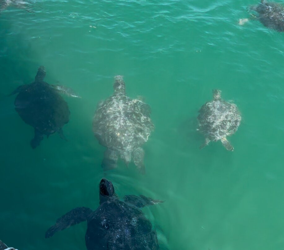 Chelonia Dive Center-Organos必去景点