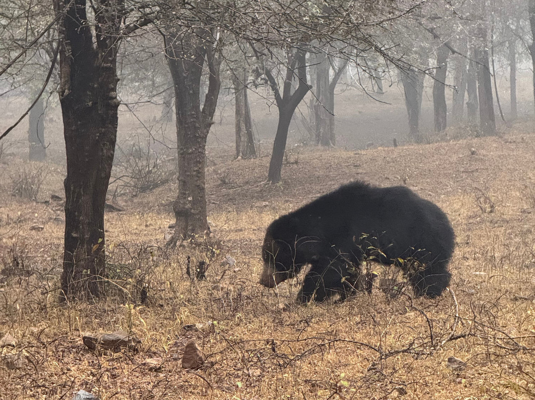 Ranthambore Tiger Safari-瑟瓦伊马托布尔必去景点