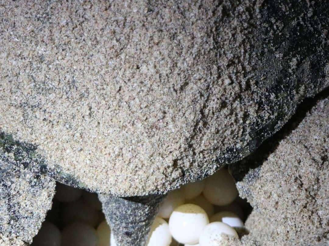 Turtle Guest House主图