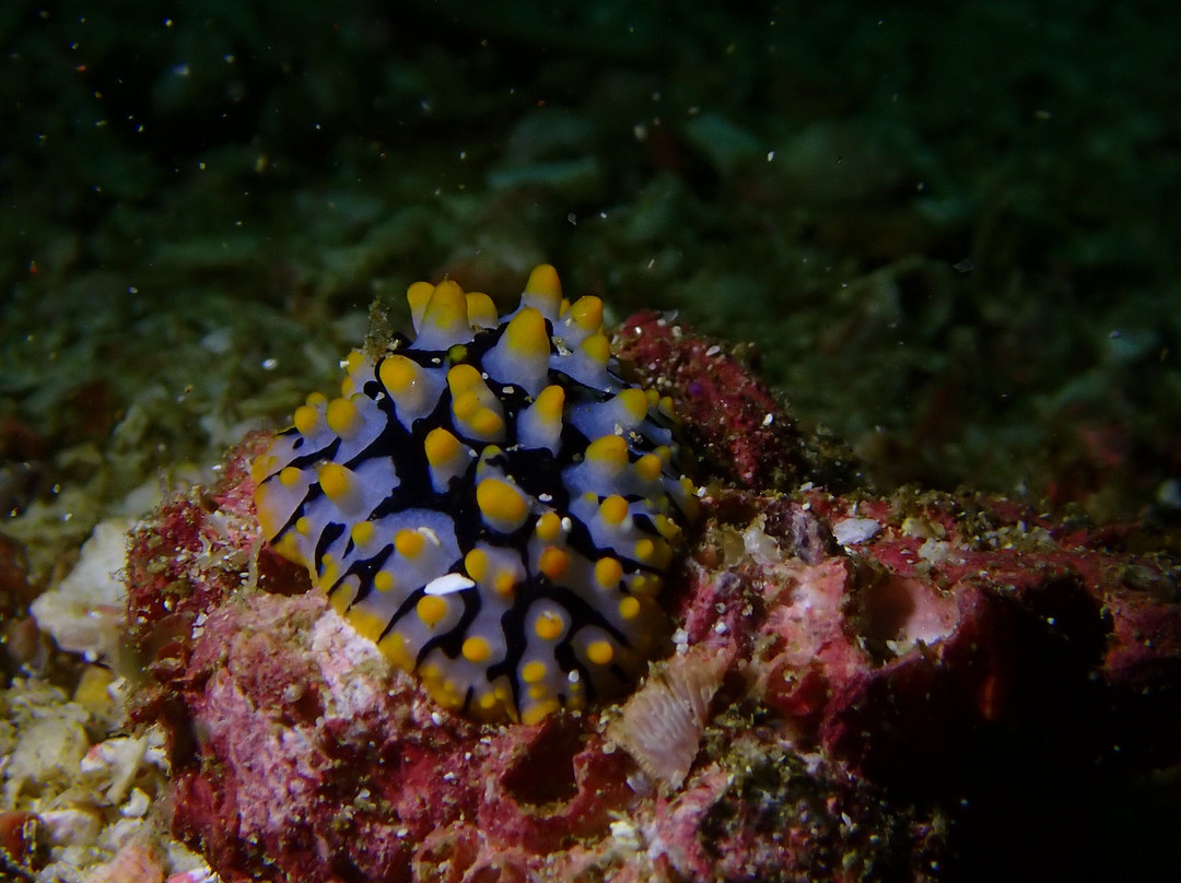 Reef Oasis Dive Center | Musandam-Dibba Al Bay Ah必去景点