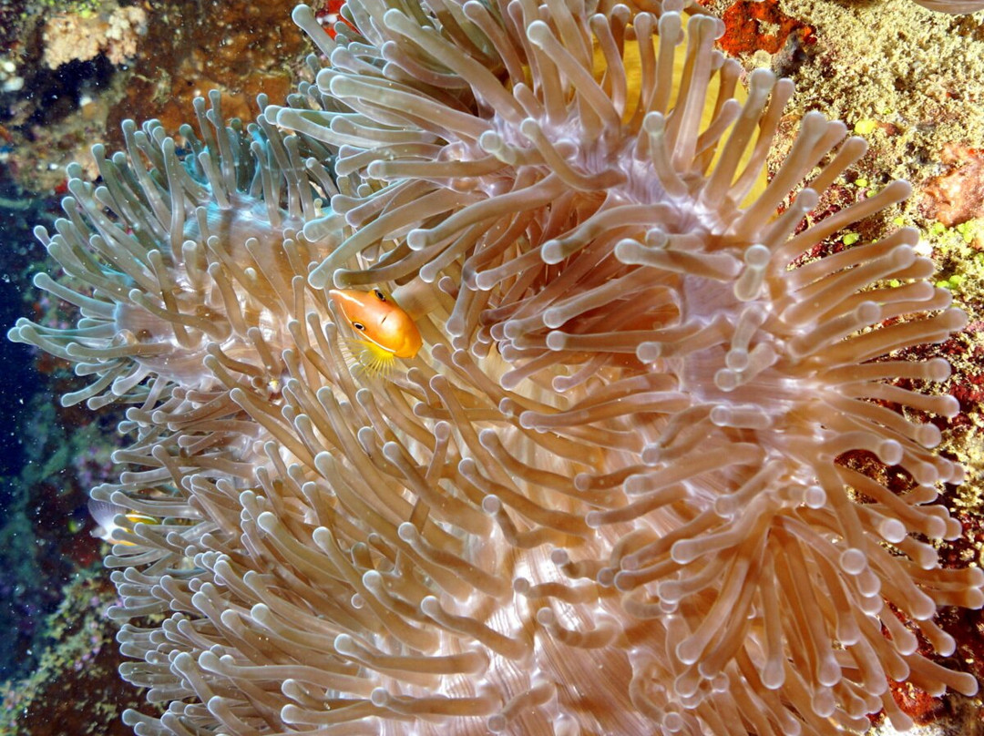 Whitetip Marine Adventures - Fiji-丹娜努岛必去景点