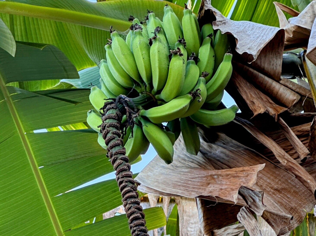 Hala Tree Coffee-库克船长必去景点