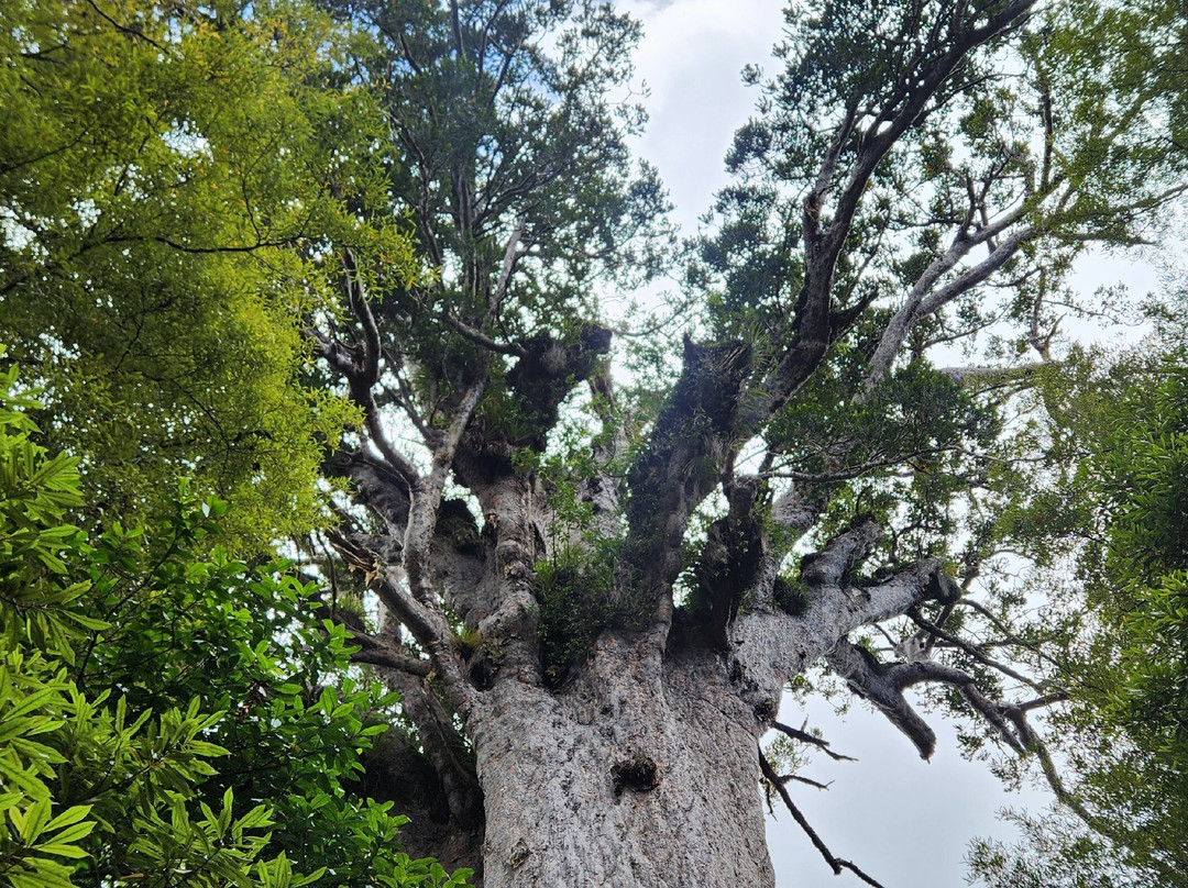 Te Matua Ngahere Walk景点图片
