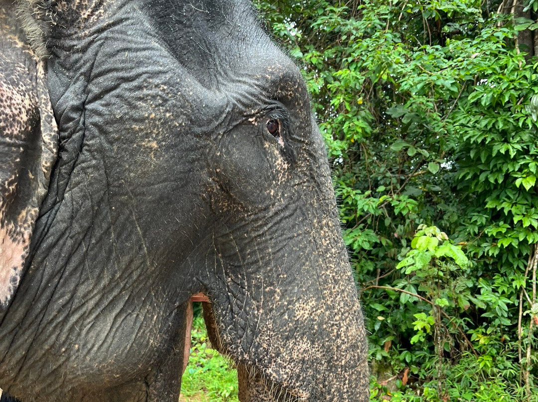 Supaporn Elephant Camp景点图片