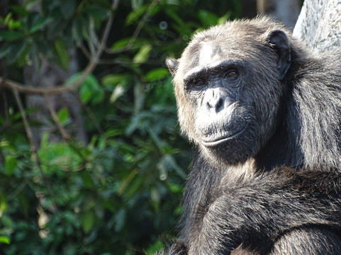 Camp Help Congo-Conkouati-Douli National Park必去景点