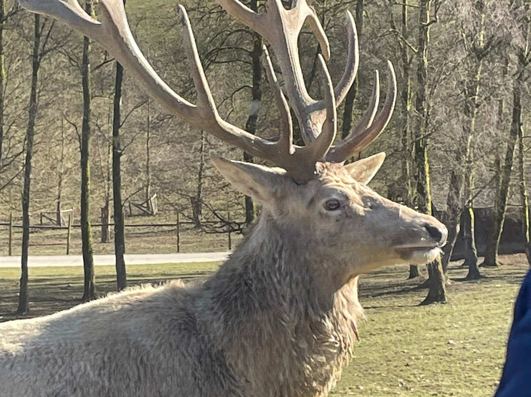 Parc Animalier De Rochehaut景点图片