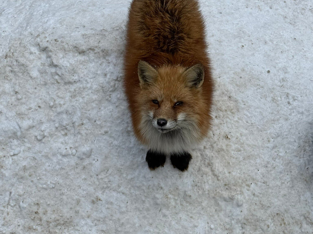 Miyagi Zao Fox Village-白石市必去景点