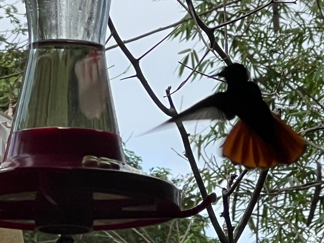 Kennedy Island Tours-多巴哥必去景点