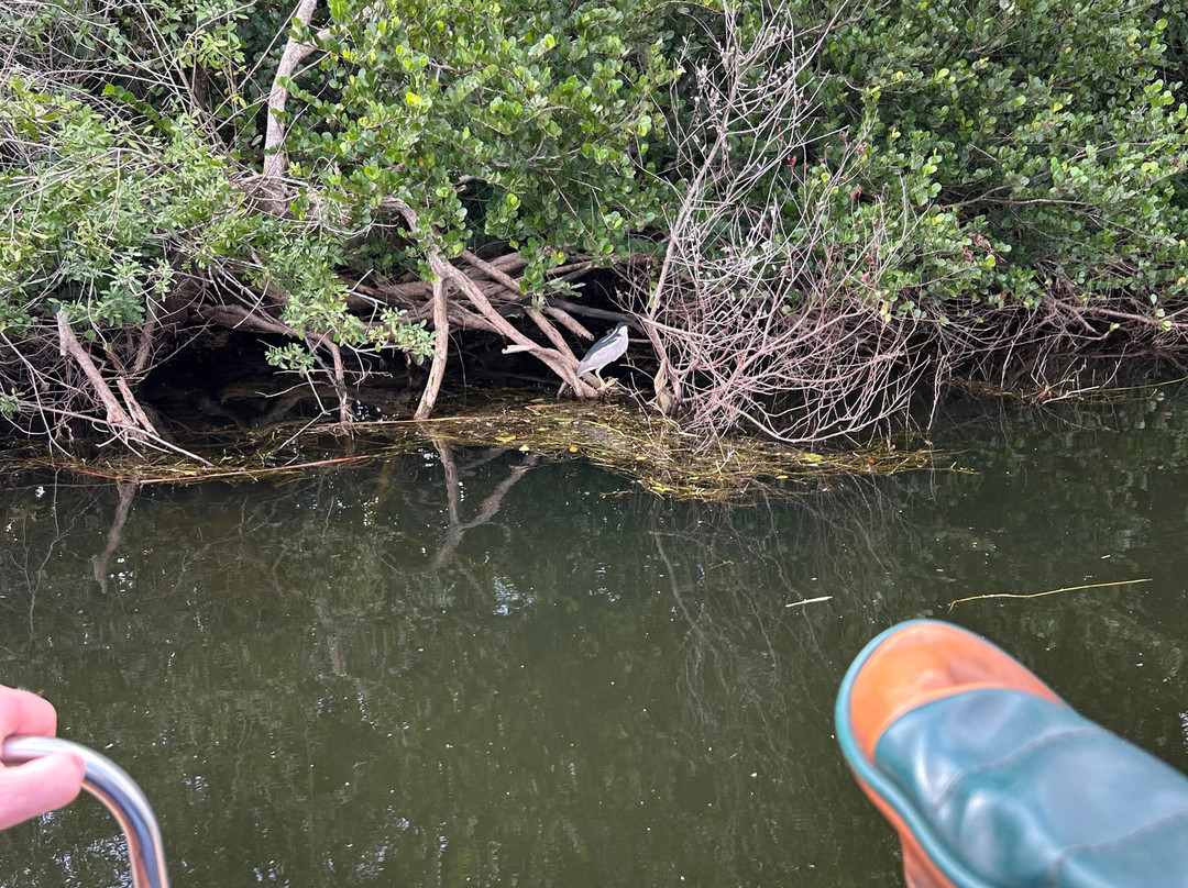 Down South Airboat Tours-大沼泽地必去景点