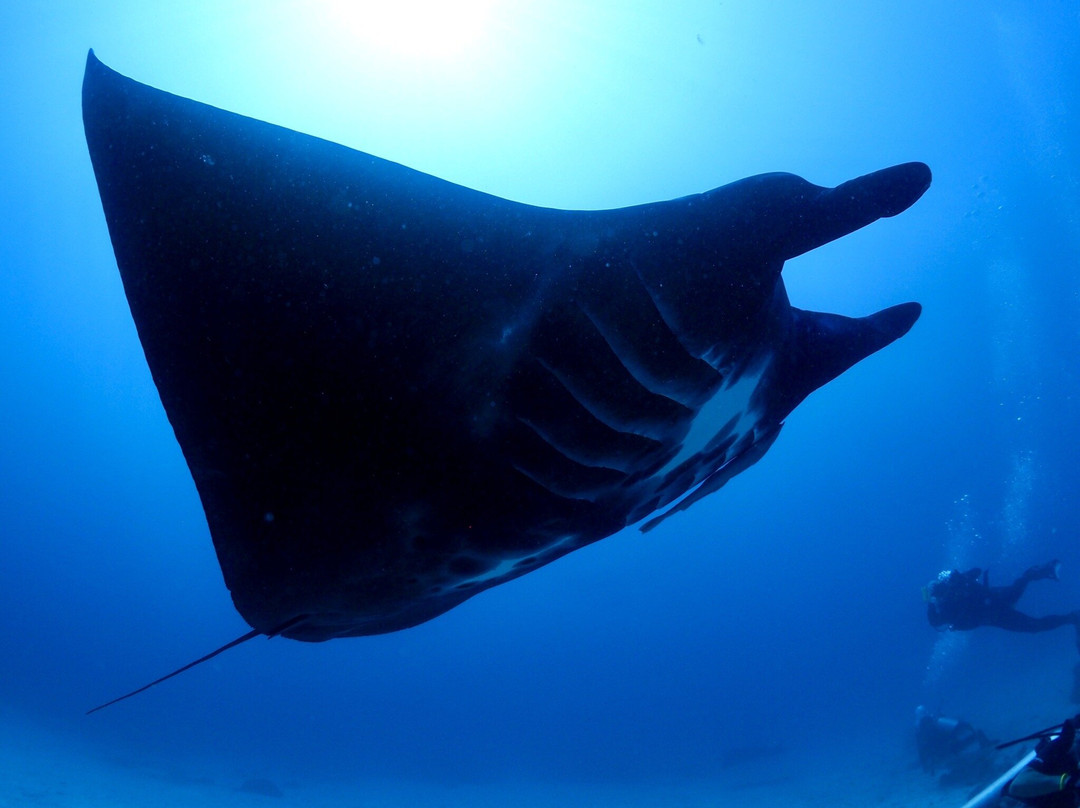Manta Sandy-四王岛必去景点