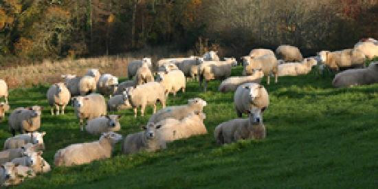 Ashridge Farm主图