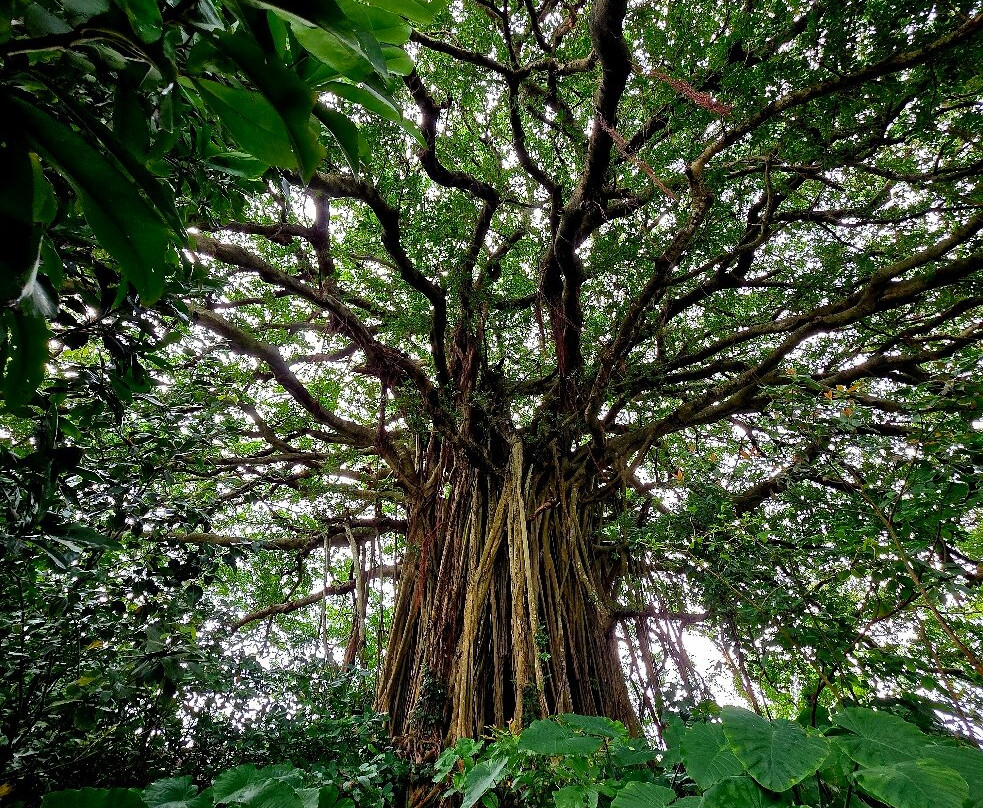 Big Ficus Microcarpa In Tekuzuku景点图片