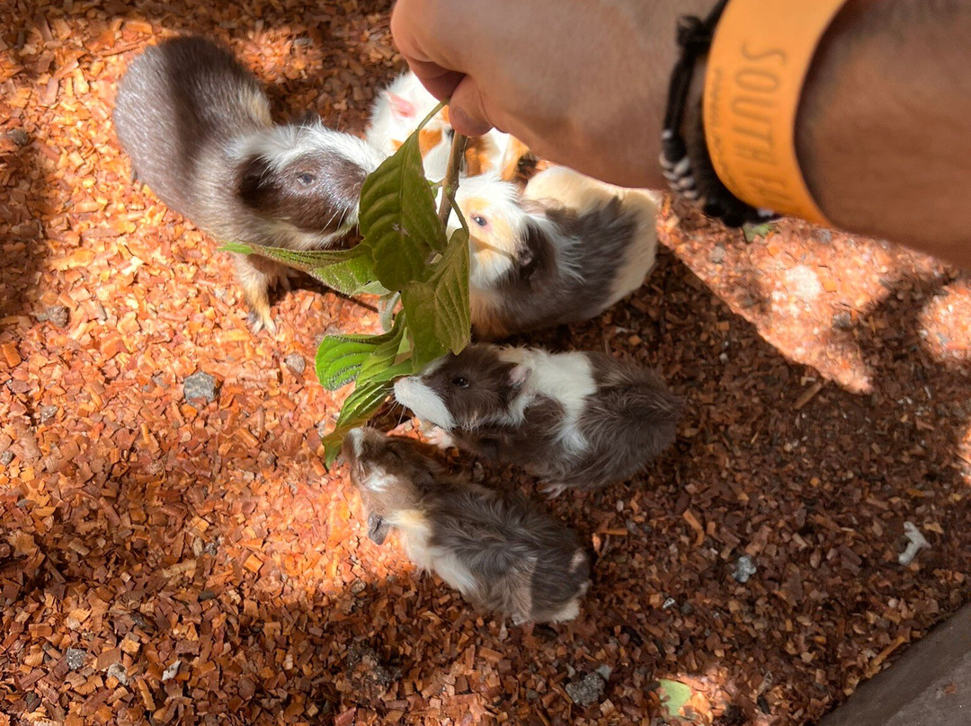 South Farm Panglao- Bohol-Panglao必去景点