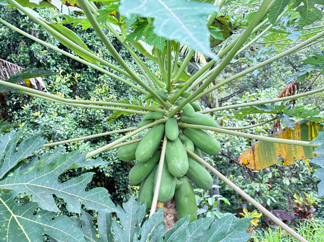 Dapur Keluarga景点图片