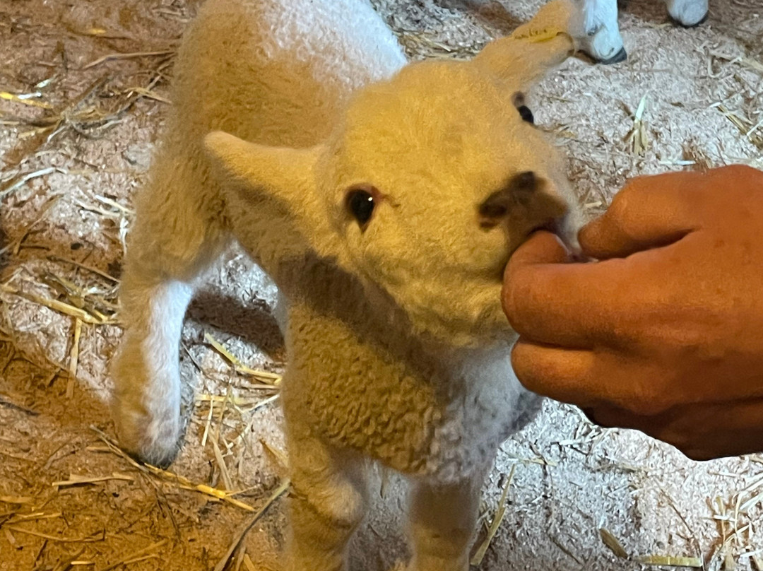 South Lakes Lamb Experiences景点图片