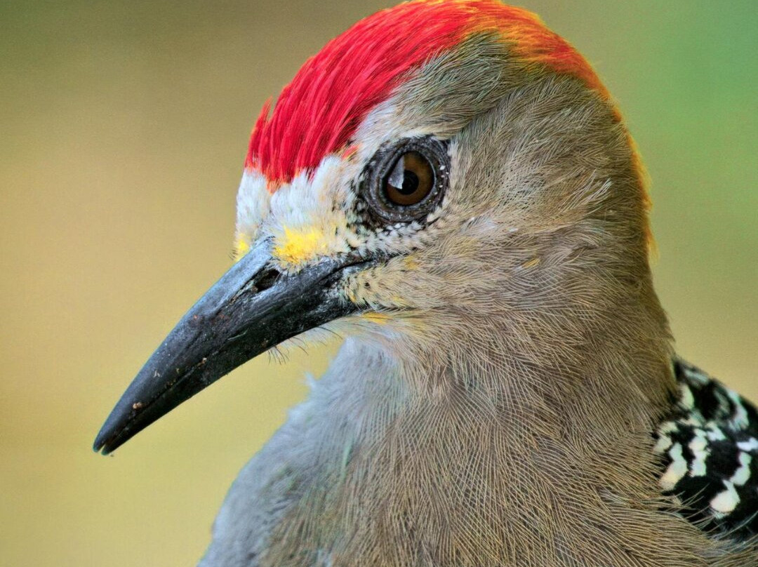 Avancarí Nature Reserve-蒙特沃德必去景点