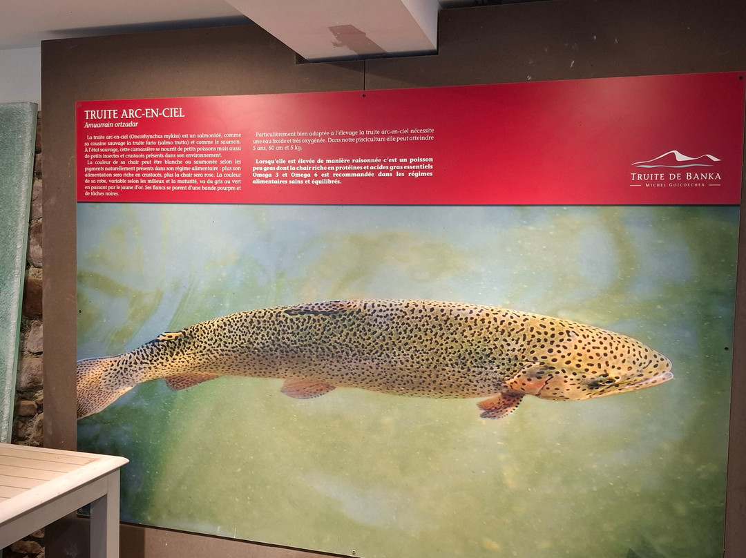 Truite de Banka-Banca必去景点