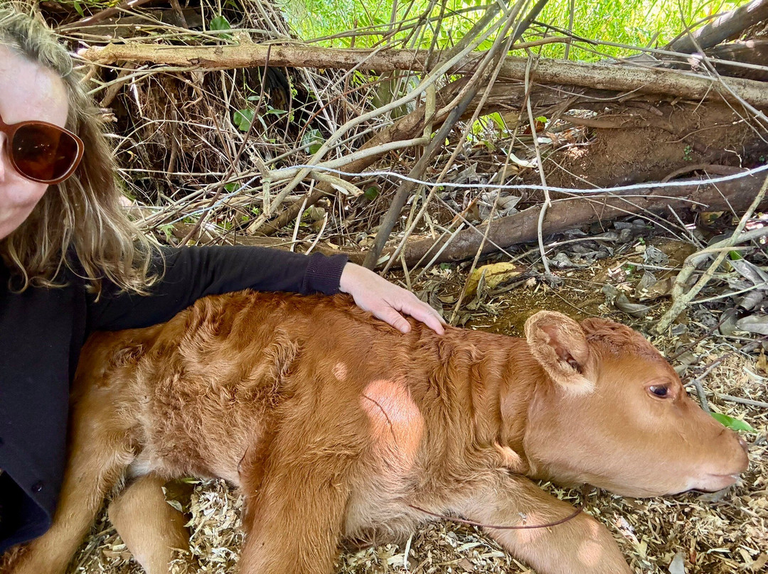 Krishna Cow Sanctuary景点图片