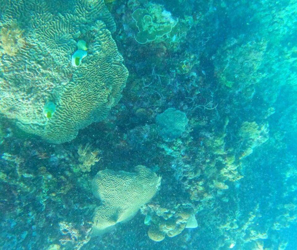 Green Dive-塔拉瓦环礁必去景点