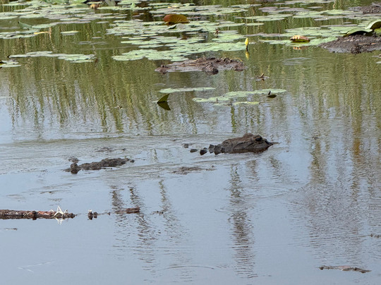 Florida Airboat Rides-庞帕诺比奇必去景点