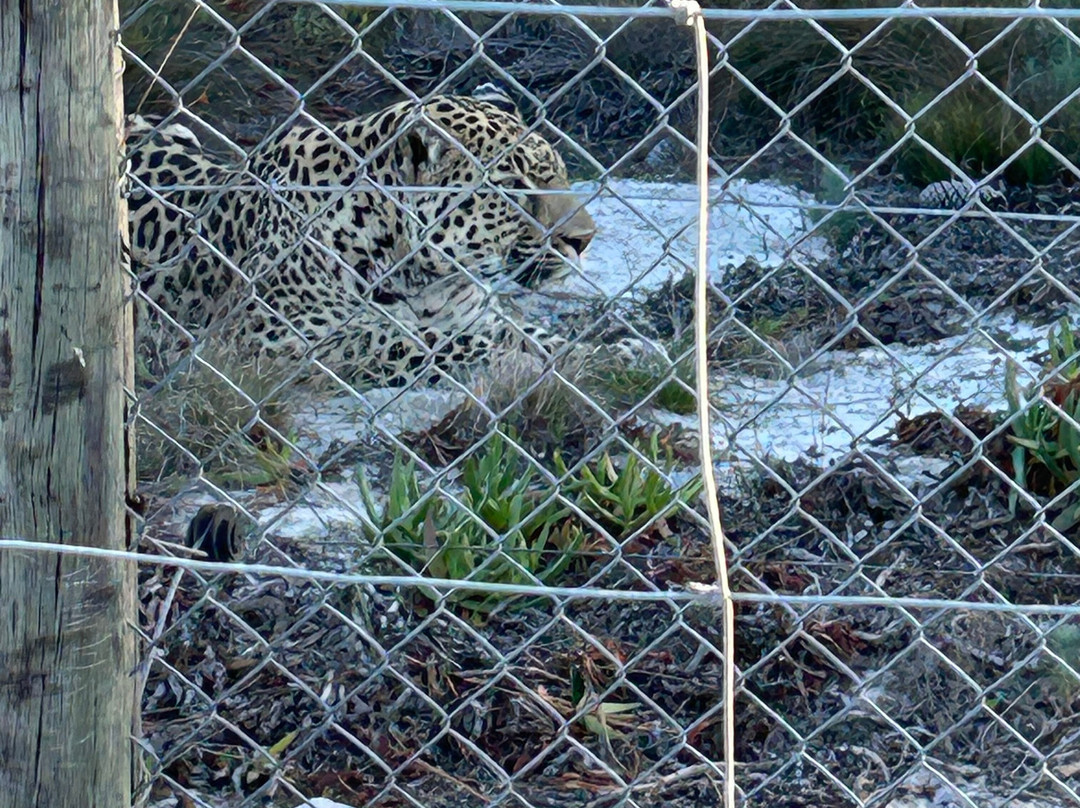 Panthera Africa - Big Cat Sanctuary-斯坦福必去景点