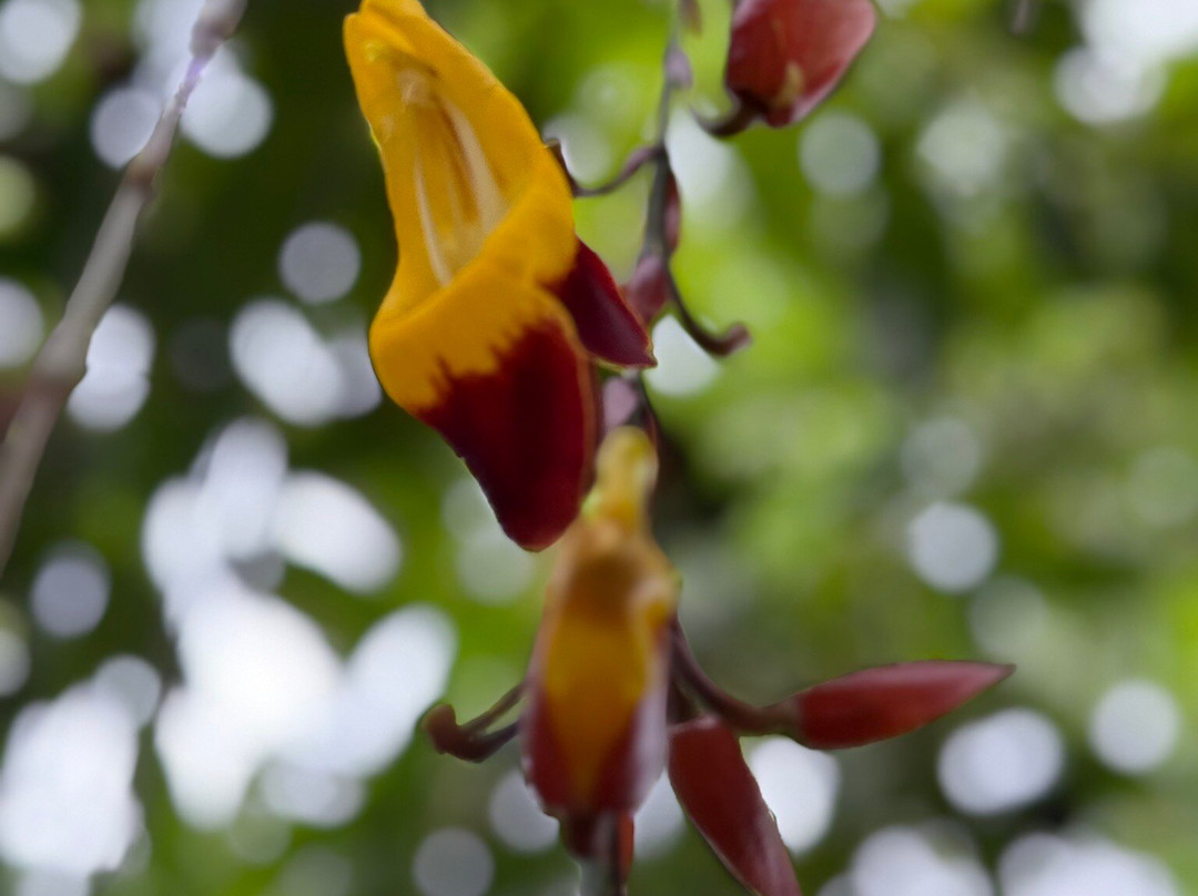 Cauvery Peak-亚尔考德必去景点