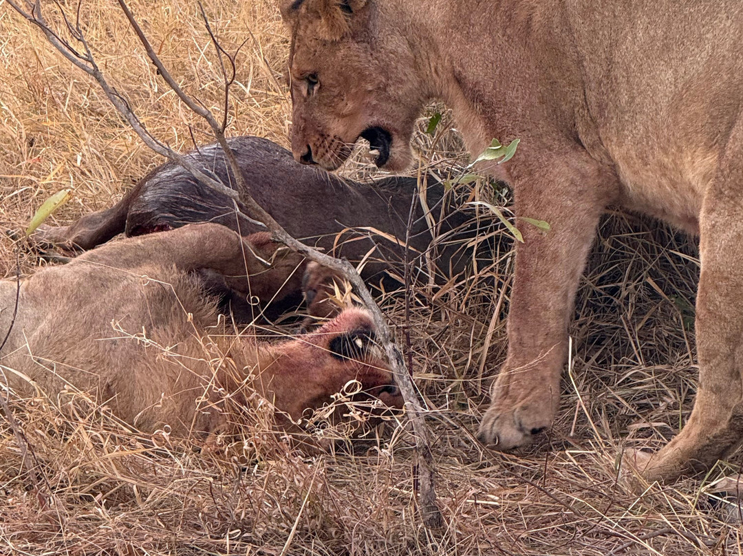 Shimungwe Lodge主图