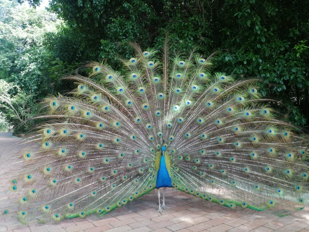 匹西拉高-Girardot必去景点
