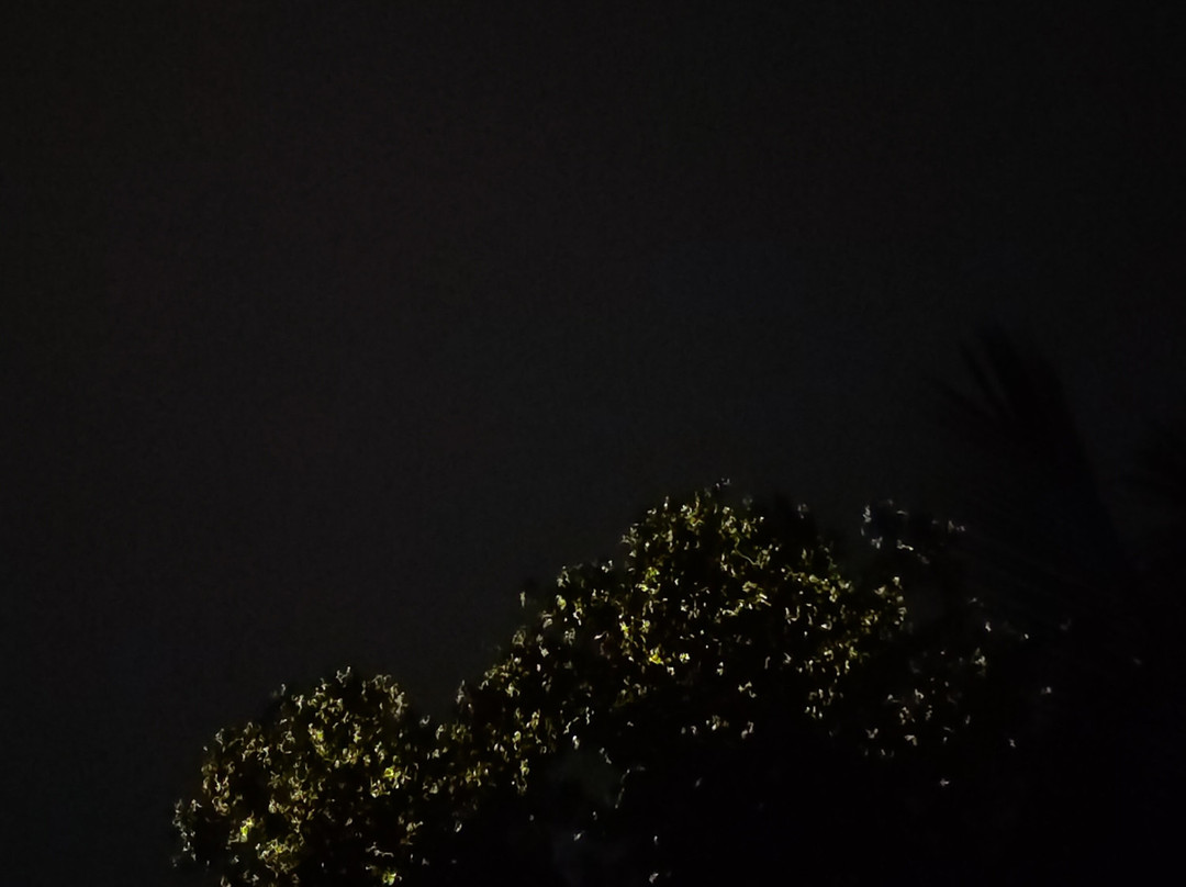 Maribojoc Mangrove Firefly Watching-Maribojoc必去景点