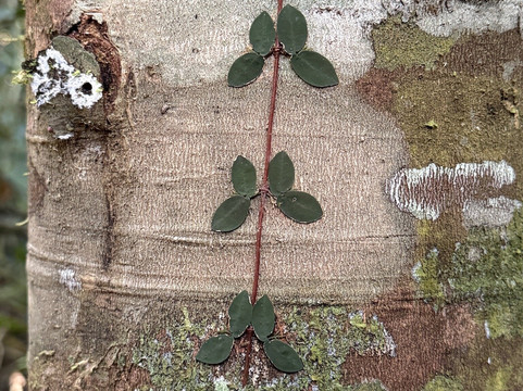 Biodiverse Brazil Tours-Chapada dos Guimaraes必去景点