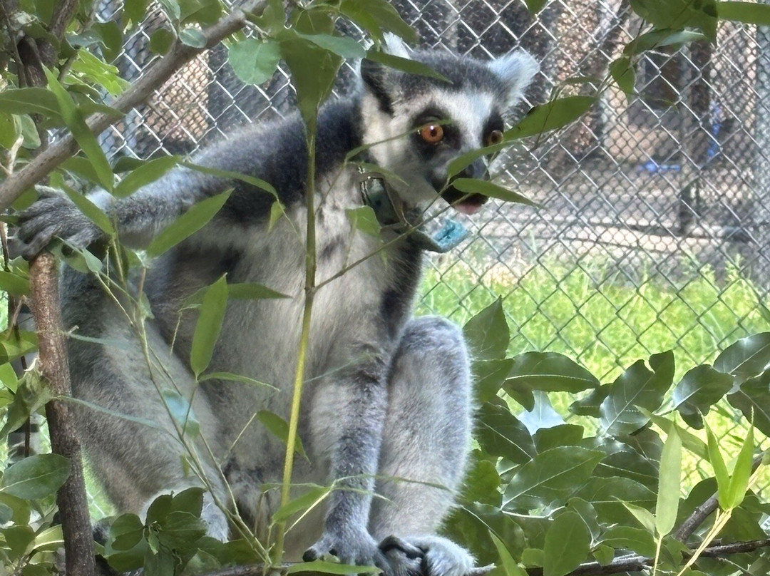 Duke Lemur Center-达勒姆必去景点